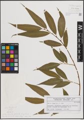 Foto von Salix fragilis L.